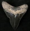 Black Megalodon Tooth - Georgia #14491-2